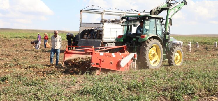 Çorum'da bir üretici, tüccarın “küçük” diye almadığı patatesleri ücretsiz dağıttı