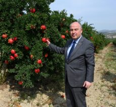 Denizli'de ihracatlık nar hasadı başladı