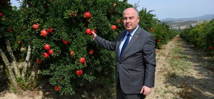 Denizli'de ihracatlık nar hasadı başladı