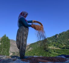 Hizan'da çiftçiler fındık hasadında