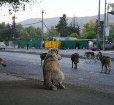 Irak'ın Süleymaniye kentinde sahipsiz köpeklerin halk için tehlike oluşturduğu belirtiliyor