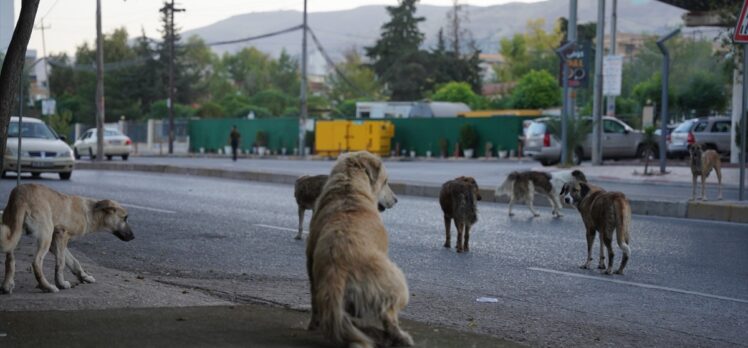 Irak'ın Süleymaniye kentinde sahipsiz köpeklerin halk için tehlike oluşturduğu belirtiliyor