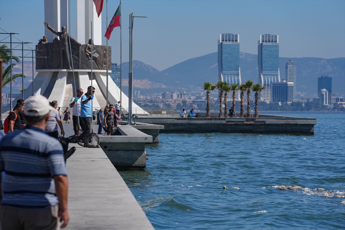 İzmir Körfezi'nde balık ölümleri sürüyor