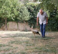 Kahramanmaraş'ta yaralı bulunan leylek yavrusu tedavi altına alındı