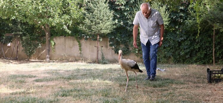 Kahramanmaraş'ta yaralı bulunan leylek yavrusu tedavi altına alındı