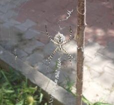 Karabük'te zehirli örümceklerden “argiope lobata” türüne rastlandı