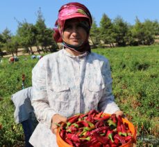 Kilis'te kırmızı biberde hasat ve kurutma mesaisi başladı