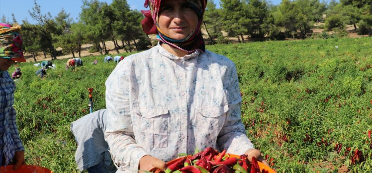 Kilis'te kırmızı biberde hasat ve kurutma mesaisi başladı