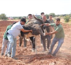 Kilis'te sahipsiz deve kuşu yakalanarak koruma altına alındı