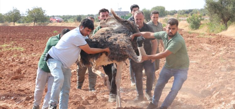 Kilis'te sahipsiz deve kuşu yakalanarak koruma altına alındı