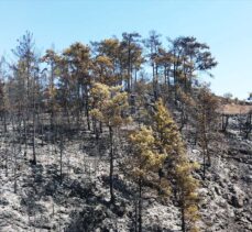 Muğla'da çıkan orman yangınına müdahale sürüyor