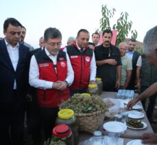 Tarım ve Orman Bakanı Yumaklı, Tokat'ta üzüm hasadı yaptı: