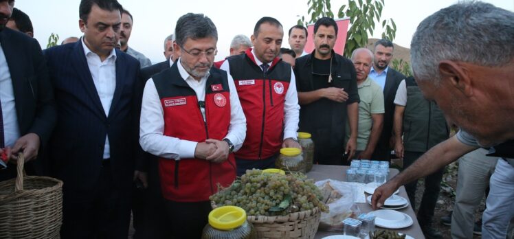 Tarım ve Orman Bakanı Yumaklı, Tokat'ta üzüm hasadı yaptı: