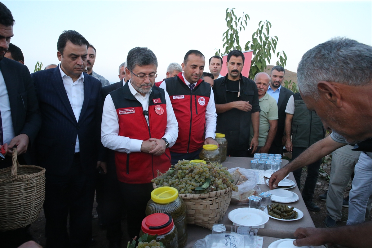 Tarım ve Orman Bakanı Yumaklı, Tokat'ta üzüm hasadı yaptı: