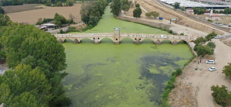 Tunca Nehri'ni “yeşile boyayan” yosun ve su mercimeklerinin yayılımı arttı