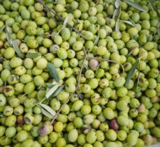 Türkiye'nin önemli zeytin üretim merkezlerinden Ayvalık'ta hasat başladı