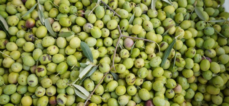 Türkiye'nin önemli zeytin üretim merkezlerinden Ayvalık'ta hasat başladı