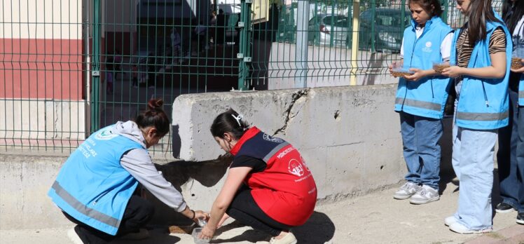 Amasya'da sokakları gezen öğrenciler kedi ve köpekler için mama ve su bıraktı