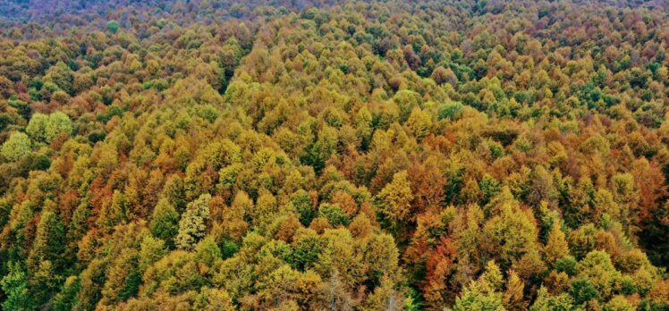 Anadolu Otoyolu'nun Bolu Dağı kesimi sonbahar renkleri arasında yolculuk imkanı sunuyor