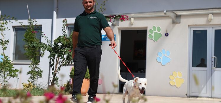 Antalyaspor'un sahiplendiği köpeğe “Akrep” ismi verildi