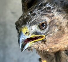 Ardahan'da vatandaşların yaralı bulduğu 2 şahin tedavi altına alındı