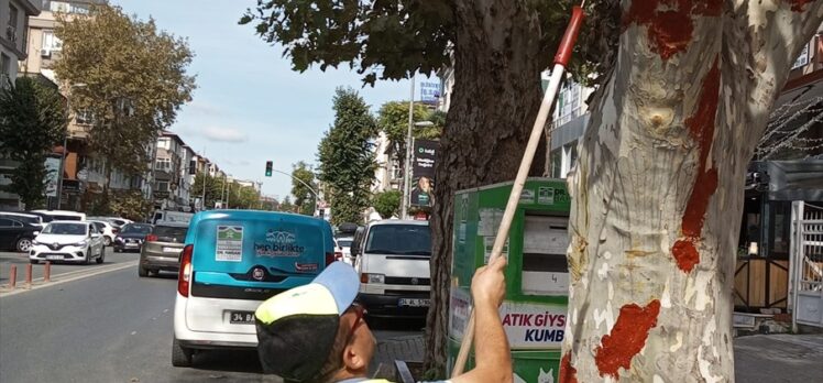 Bahçelievler Belediyesi, İETT otobüsünün çarptığı ağaca aşı macunu uygulaması yaptı