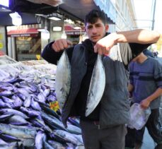 Karadeniz'de yağlanan ve büyüyen palamut yüz güldürdü