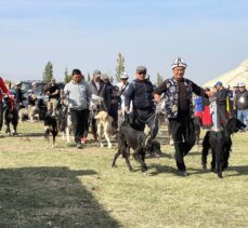 Kırgızistan'da Taygan cinsi köpekler ve Bürküt cinsi yırtıcı kuşlar tanıtıldı