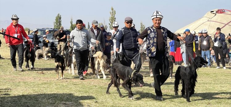 Kırgızistan'da Taygan cinsi köpekler ve Bürküt cinsi yırtıcı kuşlar tanıtıldı