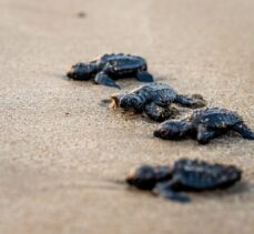 “Miner Turtle” projesiyle 100 bin yavru kaplumbağa denizle buluştu