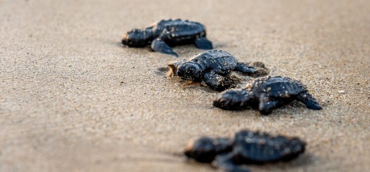 “Miner Turtle” projesiyle 100 bin yavru kaplumbağa denizle buluştu