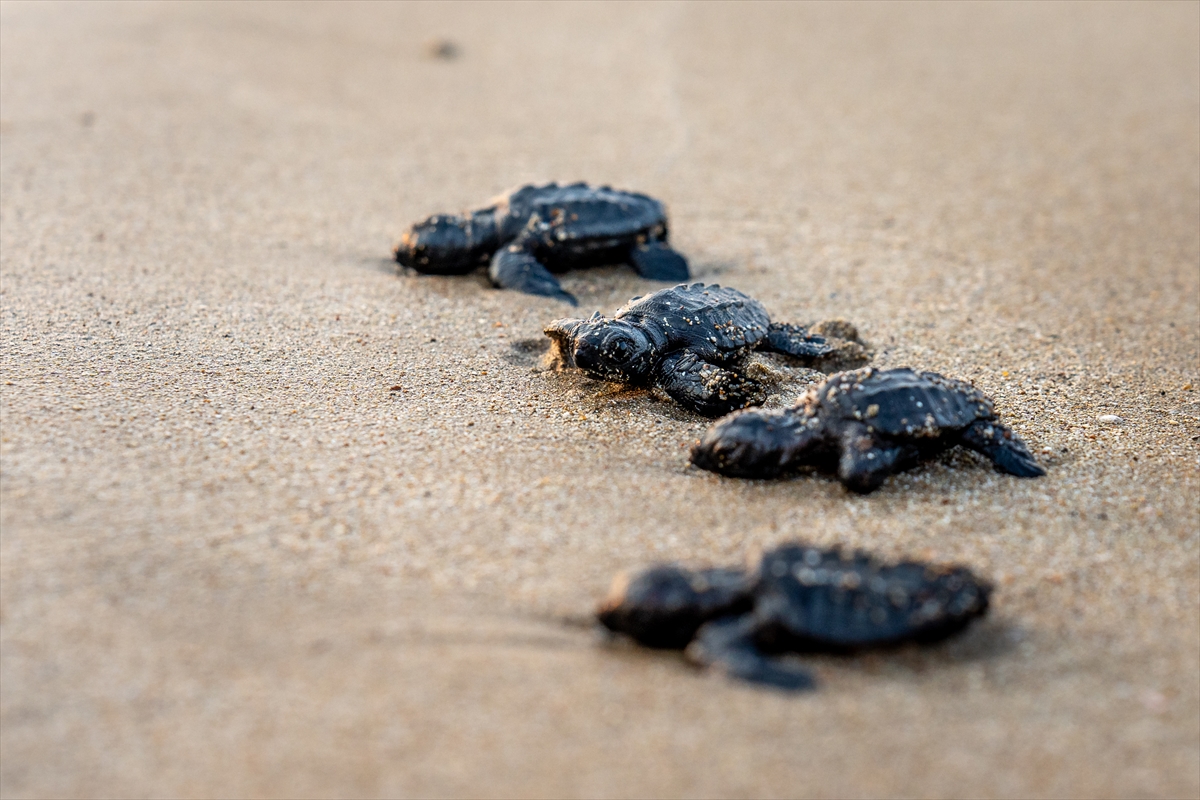 “Miner Turtle” projesiyle 100 bin yavru kaplumbağa denizle buluştu