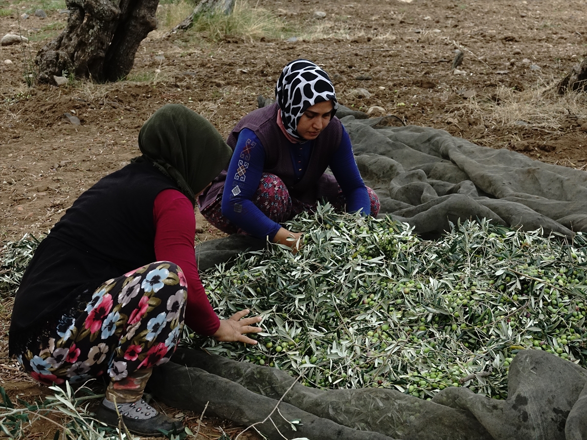 Türkiye'de 750 bin ton sofralık zeytin, 475 bin ton da zeytinyağı rekoltesi bekleniyor