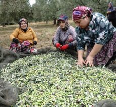 Zeytin üreticileri yağmur bekliyor