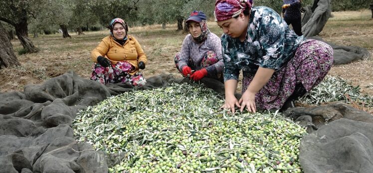 Zeytin üreticileri yağmur bekliyor