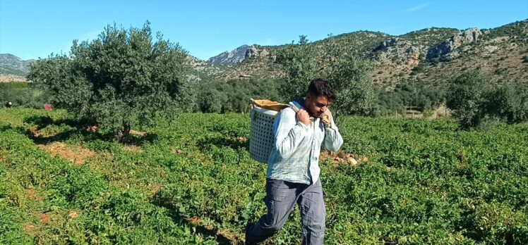 Adana'da açık alanda yetiştirilen güz domatesinde hasat başladı