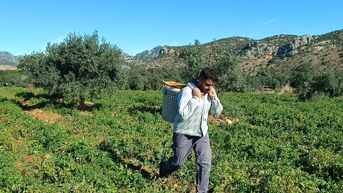 Adana'da açık alanda yetiştirilen güz domatesinde hasat başladı