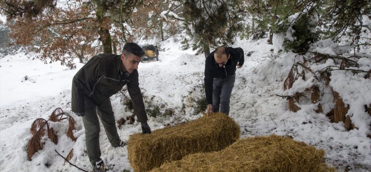 Bolu'da yılkı atları için karla kaplı arazilere yem bırakıldı