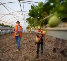 Düzceli aile topraksız serada 4 mevsim çilek yetiştiriyor