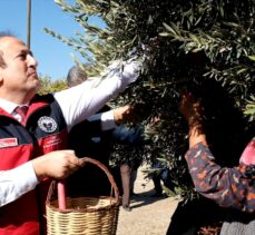 Mersin'de 1300 yıllık anıt ağaçta yetişen zeytinler toplandı