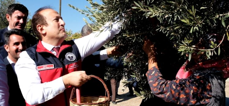 Mersin'de 1300 yıllık anıt ağaçta yetişen zeytinler toplandı