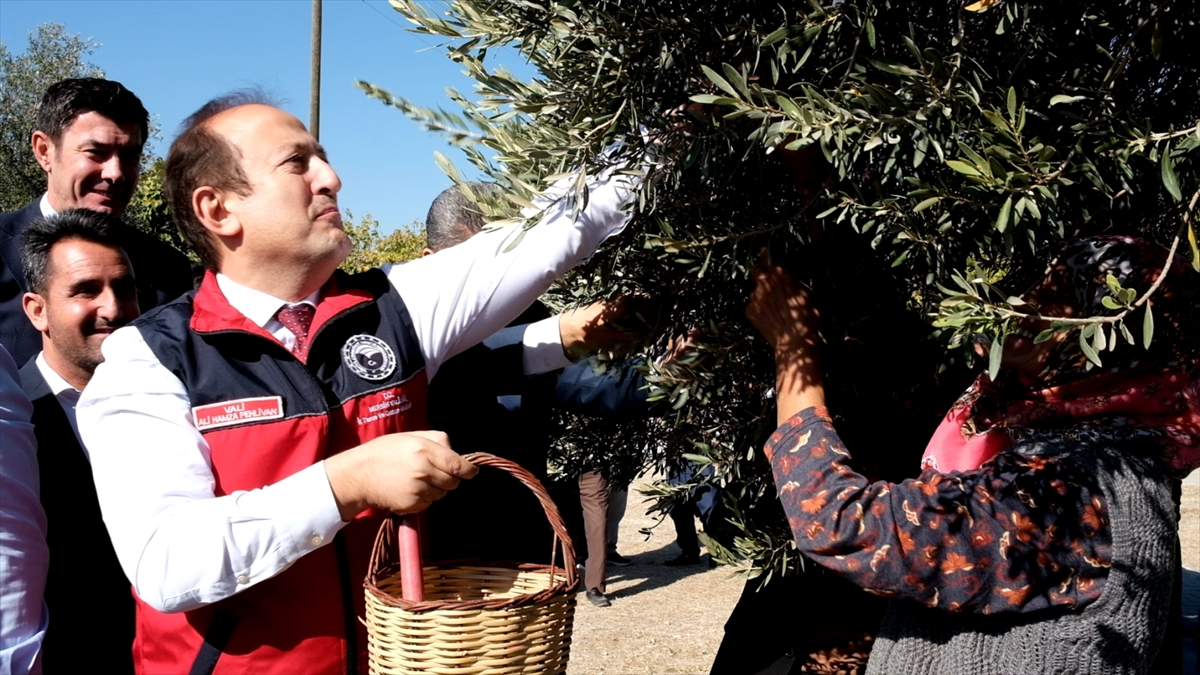 Mersin'de 1300 yıllık anıt ağaçta yetişen zeytinler toplandı