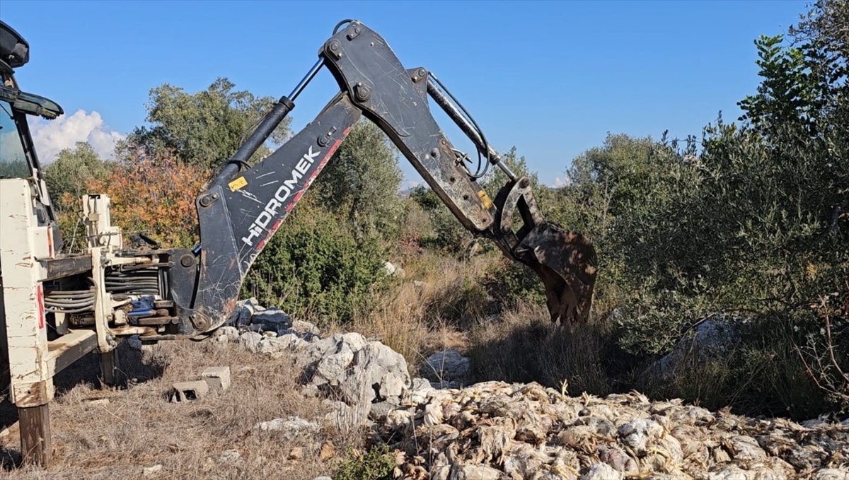 Mersin'de yem tedariki yapılmadığı ileri sürülen çiftlikteki tavuklar telef oldu