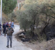 Muğla'da ormanlık ve zeytinlik alanda yangın çıktı