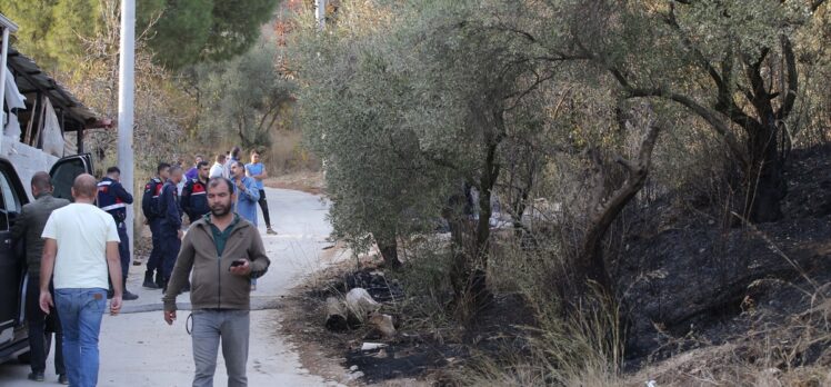 Muğla'da ormanlık ve zeytinlik alanda yangın çıktı