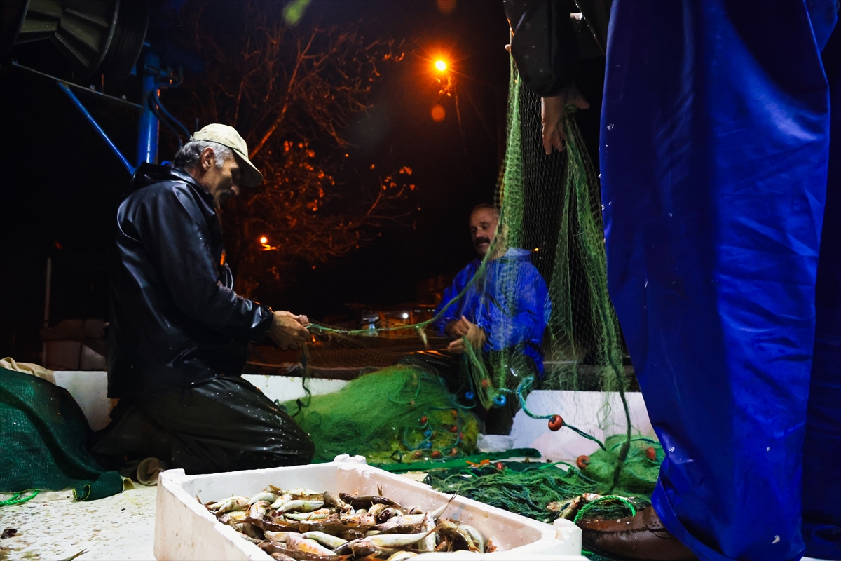 Sakarya'da balıkçılar limana bol miktarda tekirle döndü