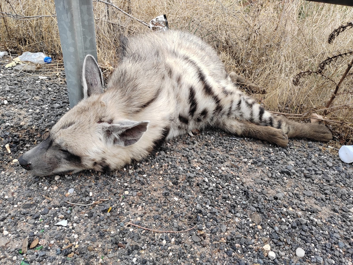 Şanlıurfa'da nesli tükenme tehlikesi altındaki çizgili sırtlan yolda ölü bulundu