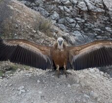 Şırnak'ta yaralı bulunan akbaba tedavi edildi