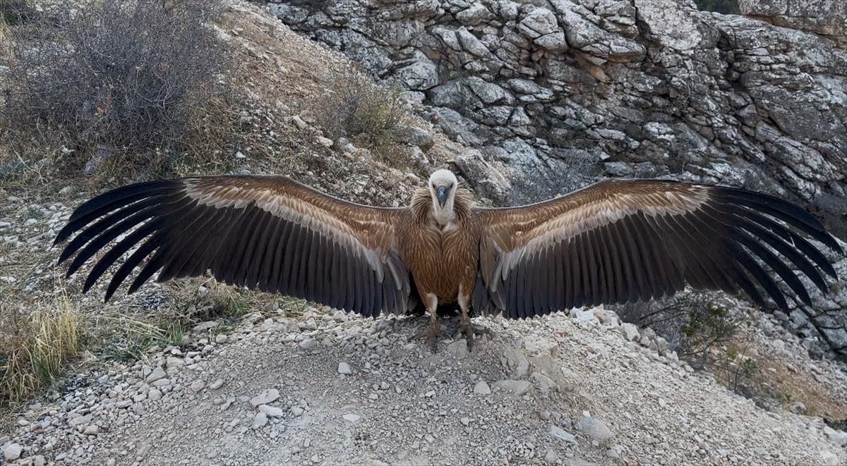 Şırnak'ta yaralı bulunan akbaba tedavi edildi