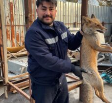 Zonguldak'ta yaralı tilki tedavi altına alındı